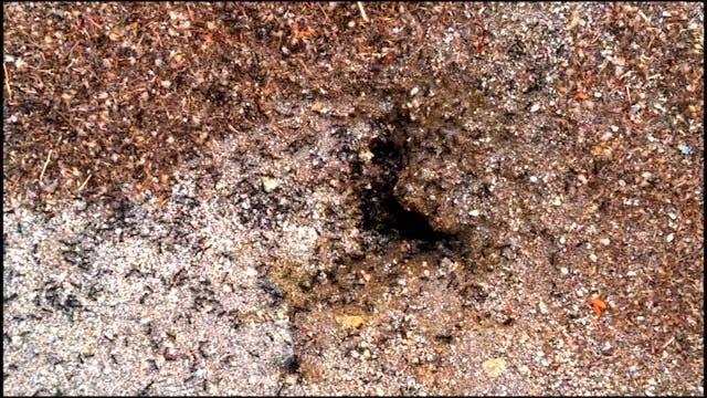 Ants hole