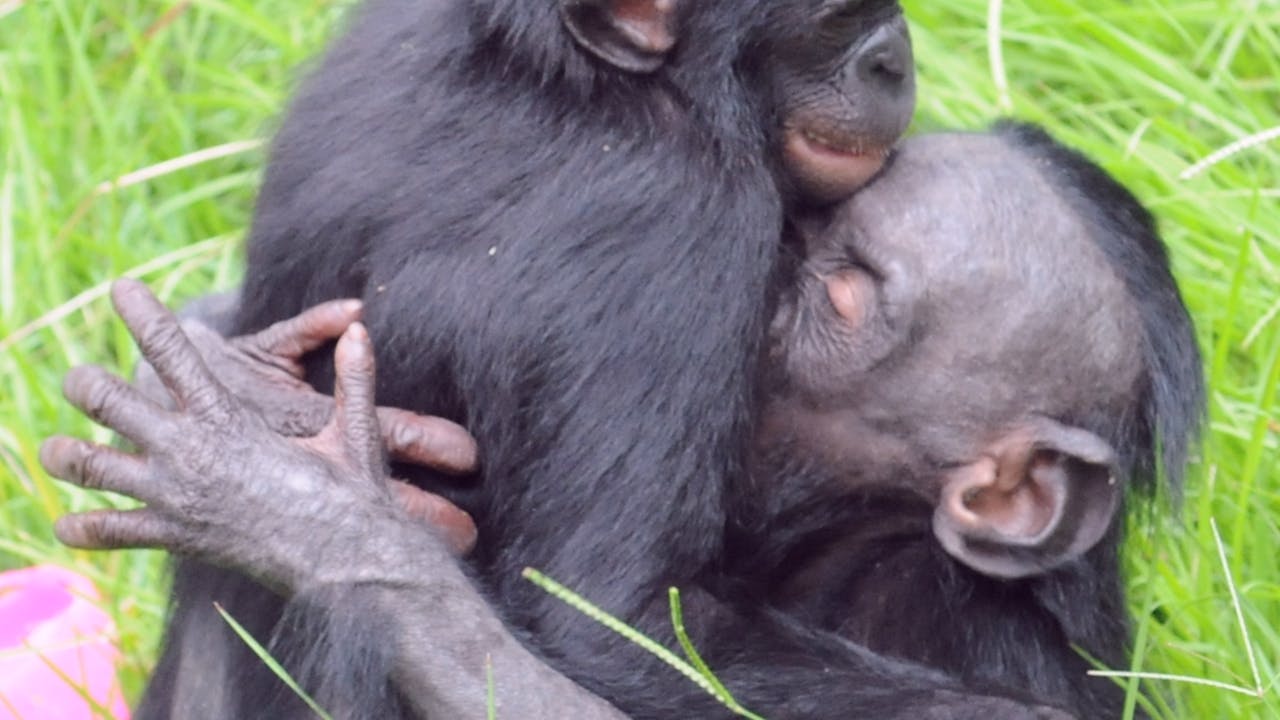 Growing Up Bonobo: Photographer Marian Brickner