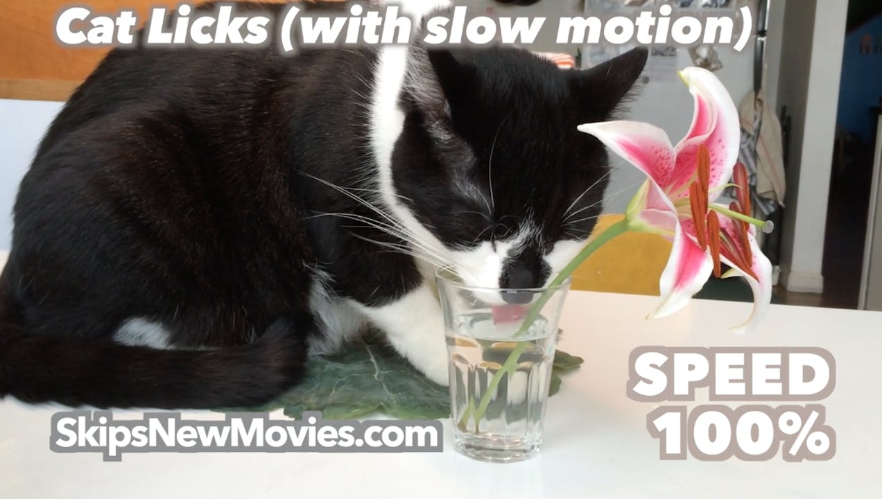 Cat Licks (with slow motion)