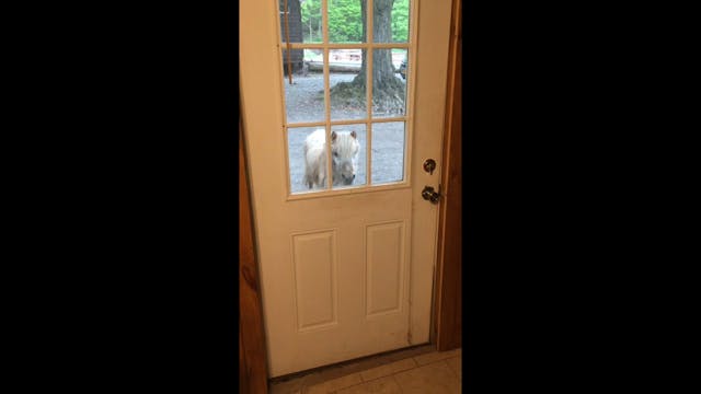 Pony at the door