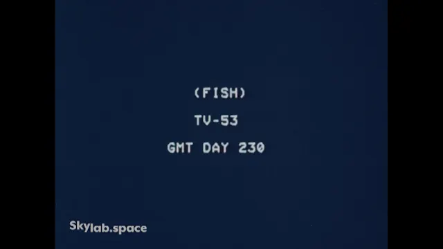 Movie_03_(DOY230-TV53-Fish_WM)