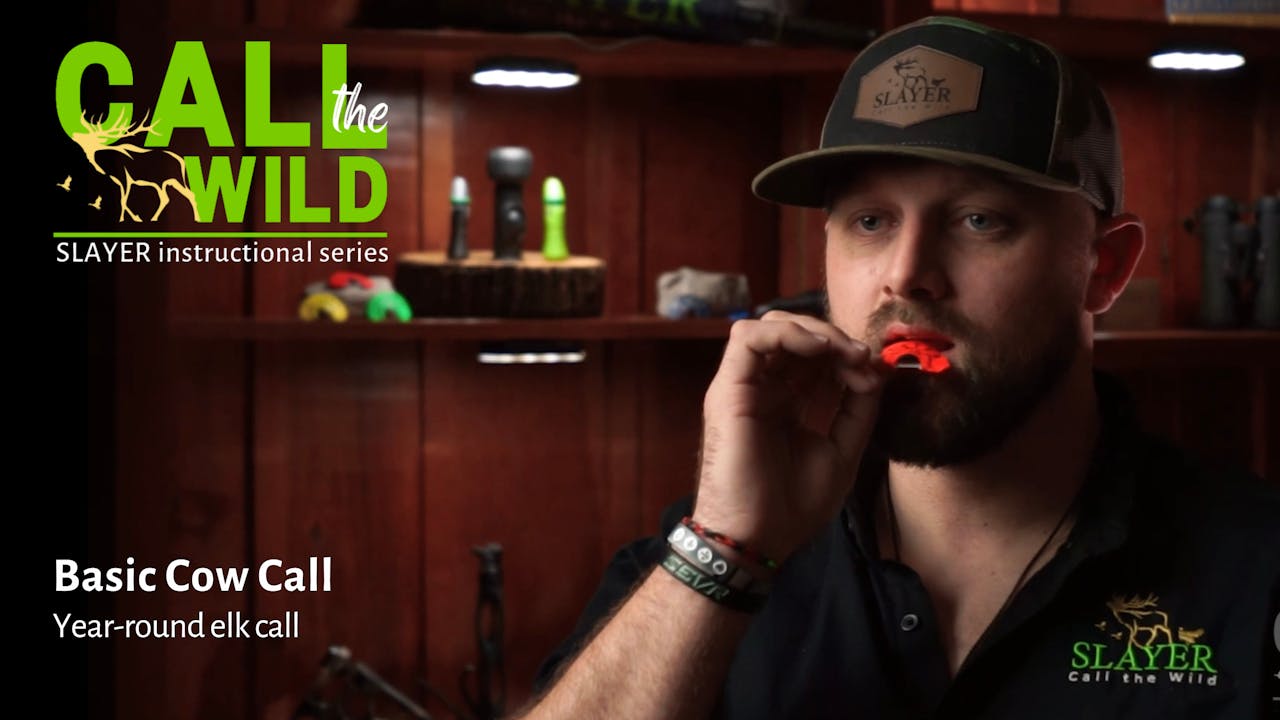 Basic Cow Call Season 1 Learn to Call Elk, Intermediate Series