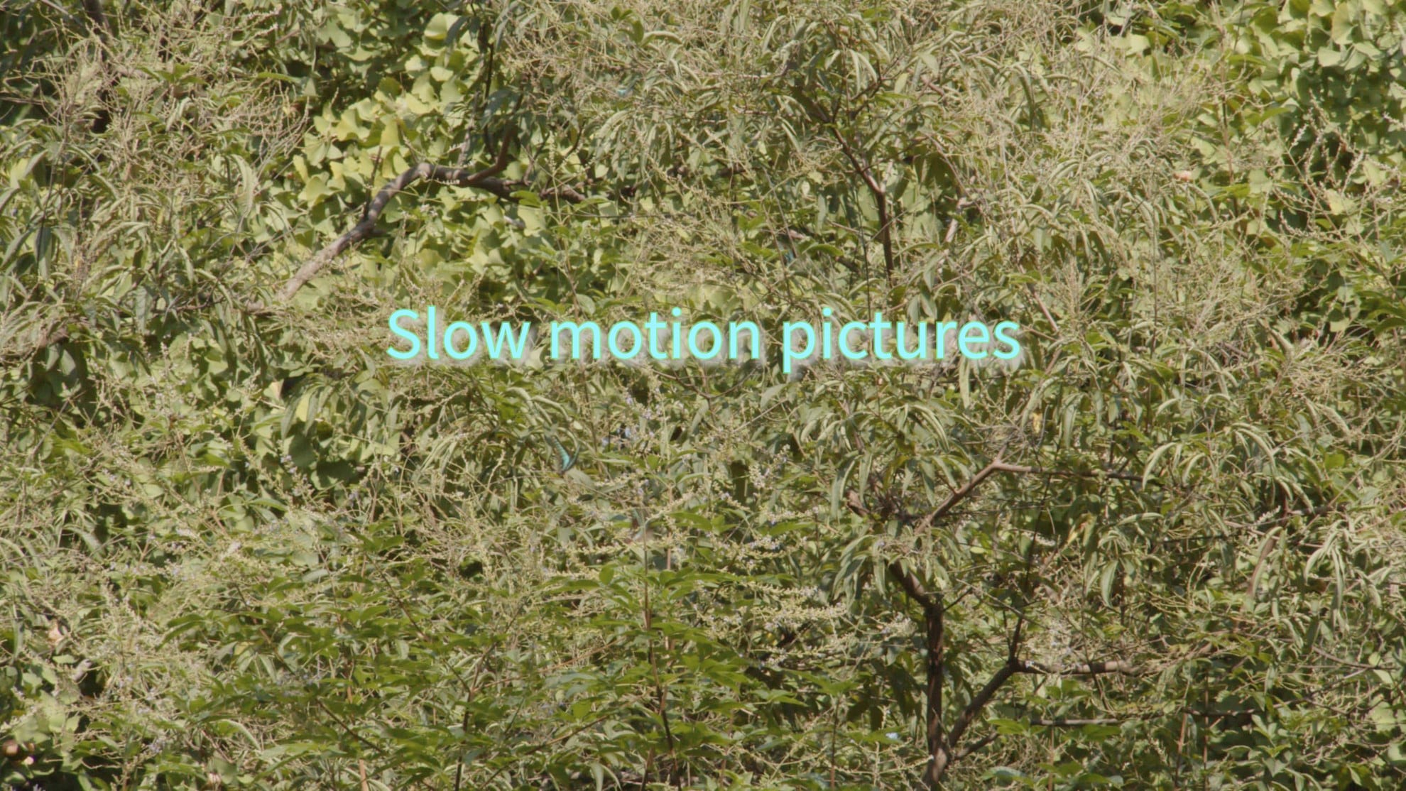 Butterfly and Green ちょうちょとみどり　