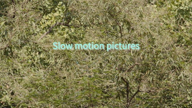 Butterfly and Green ちょうちょとみどり　