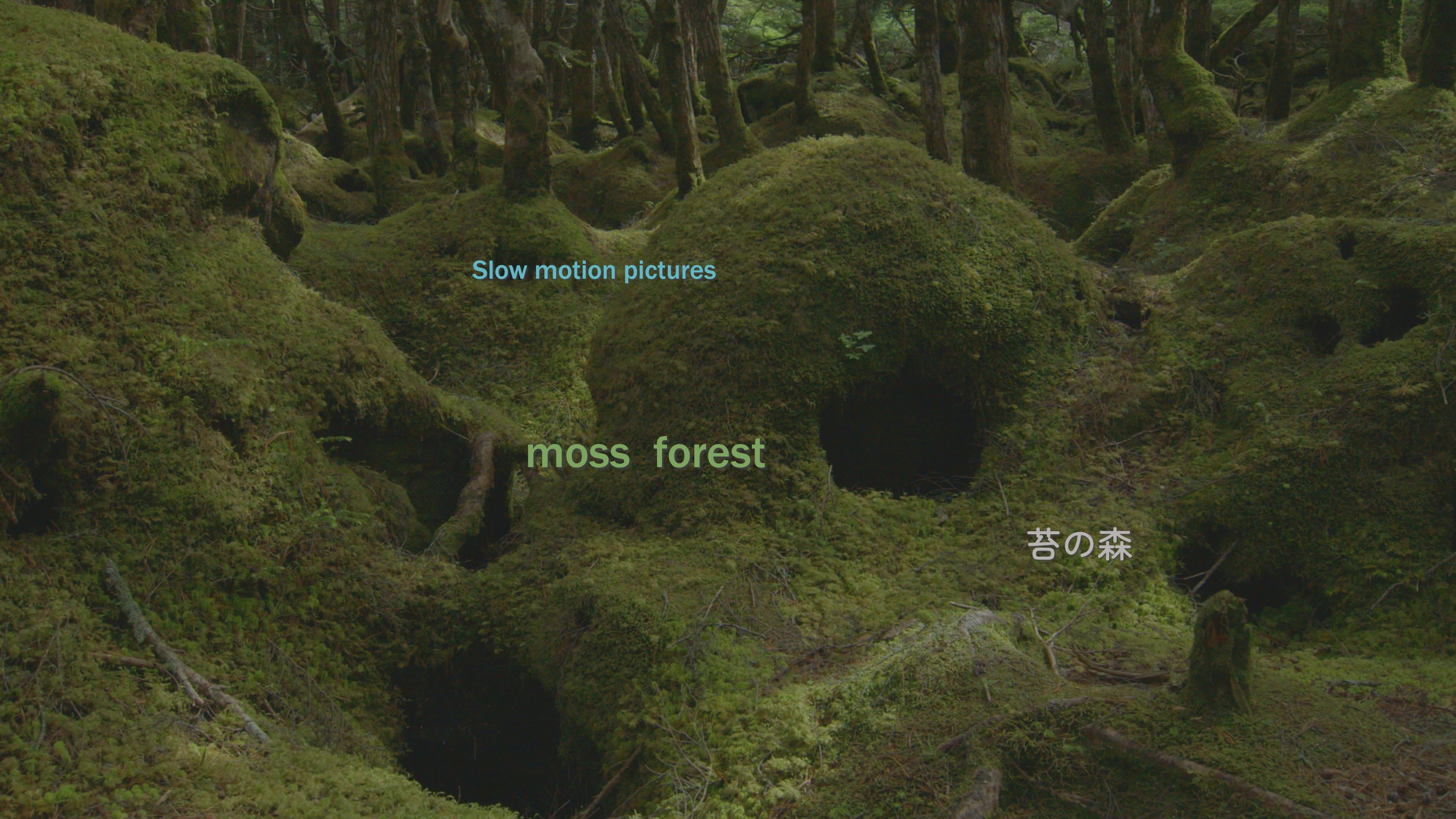 苔の森　moss forest