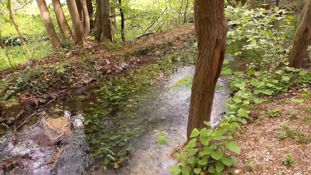 Body Scan 7-Minute Guided Meditation