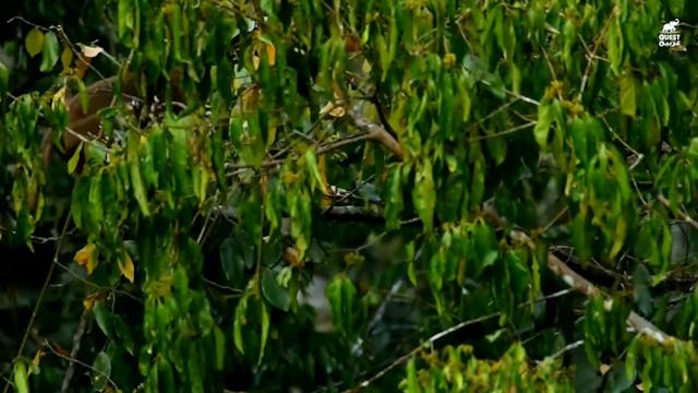 Documentaire ARABE (ARABIC) 9