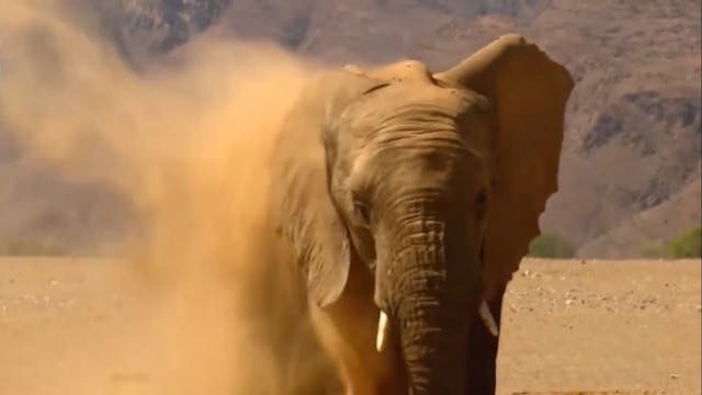 Documentaire FRANÇAIS (FRENCH) 1
