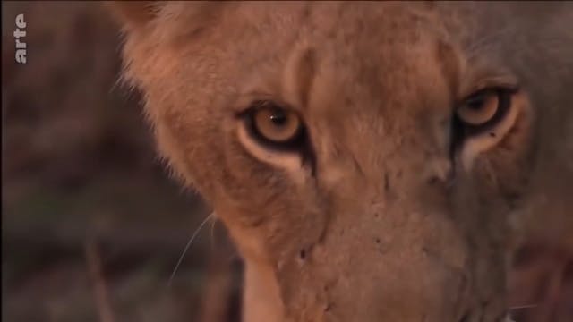 LE REGNE ANIMAL FRANÇAIS (FRENCH)