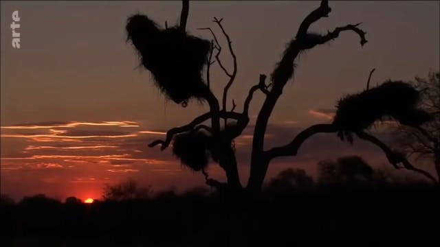LE REGNE ANIMAL FRANÇAIS (FRENCH)