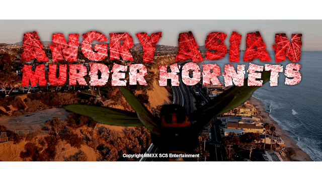 Angry Asian Murder Hornets