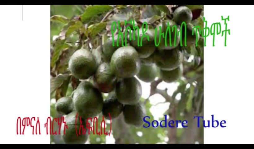 The benefits of Avocado