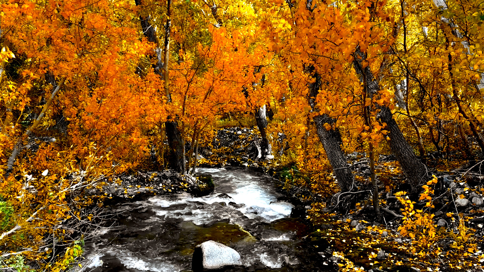 Golden Autumn Aspens & Music