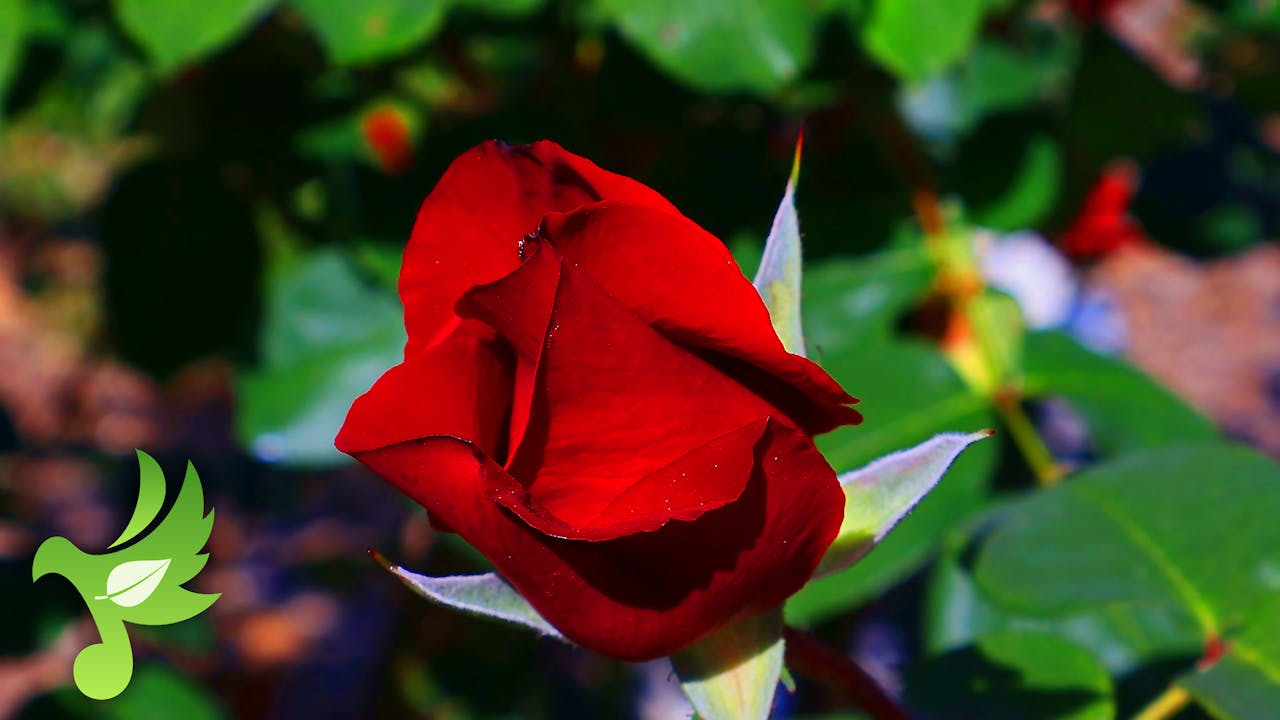 Rose Garden, Babbling Brook & Birds - Nature Sounds - Soft Soothing Sounds