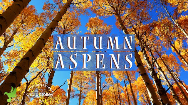 Autumn Aspens - Track from the Album ...