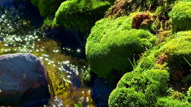 Green Mossy Babbling Brook 