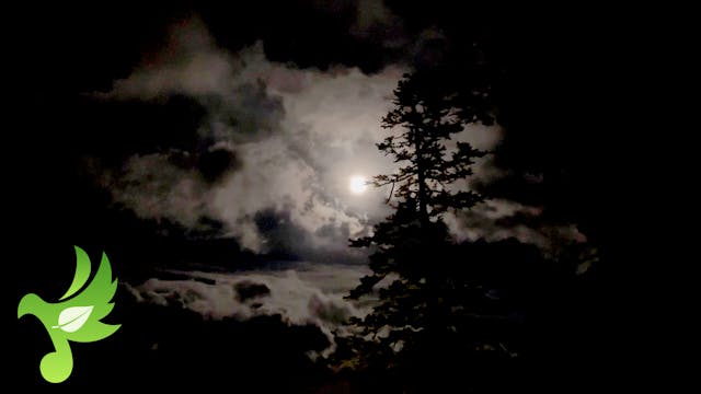 Cloudy Moonlite Night & Sounds of Nature