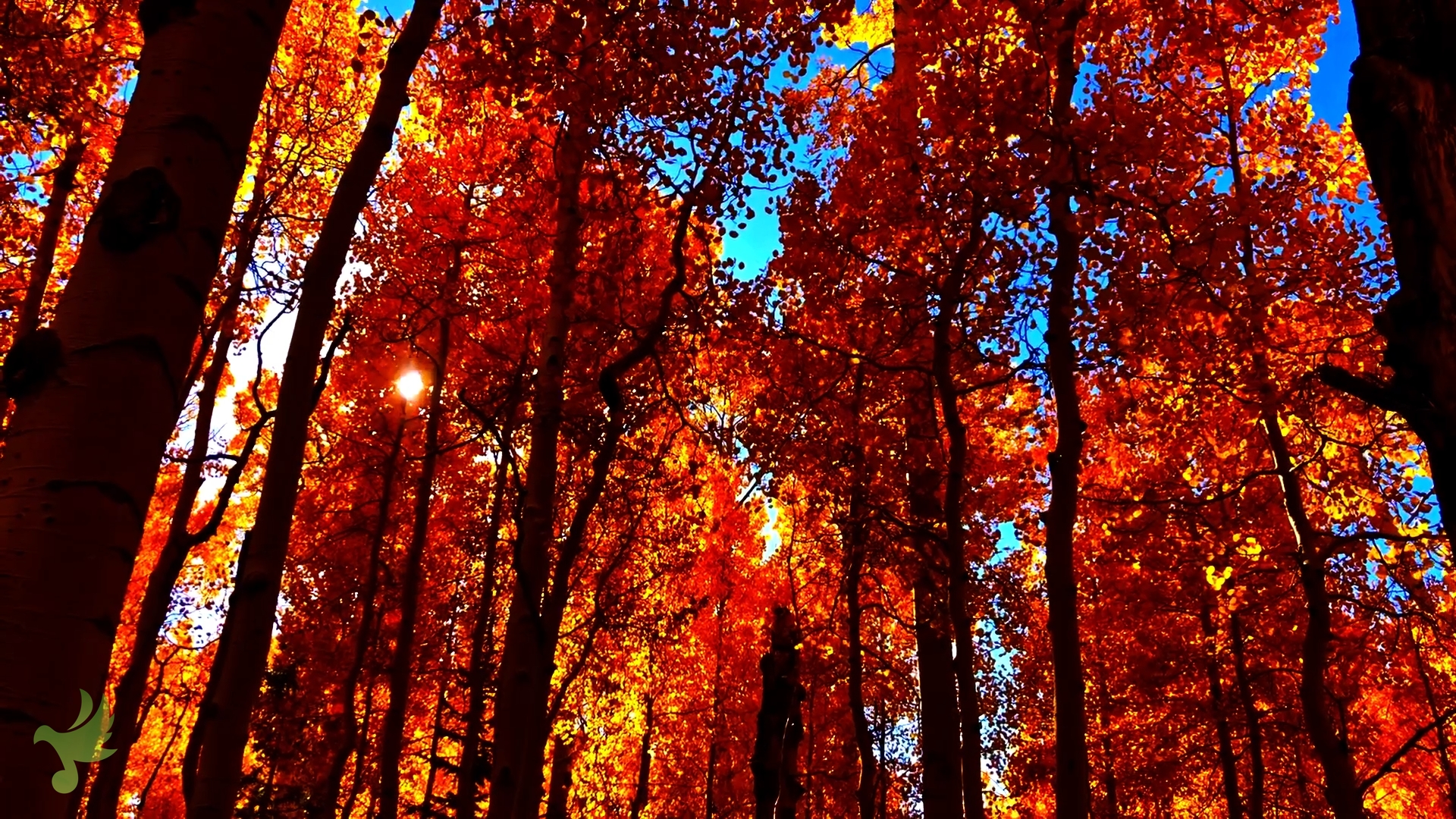 Firey Aspens Babbling Brook & Birds