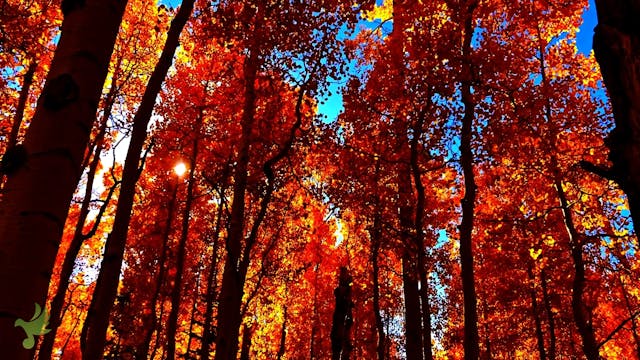 Firey Aspens Babbling Brook & Birds