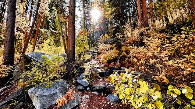 Golden Autumn Aspens & Water Sounds