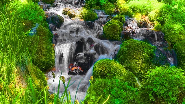 Forest Dream Streams & Soothing Piano...