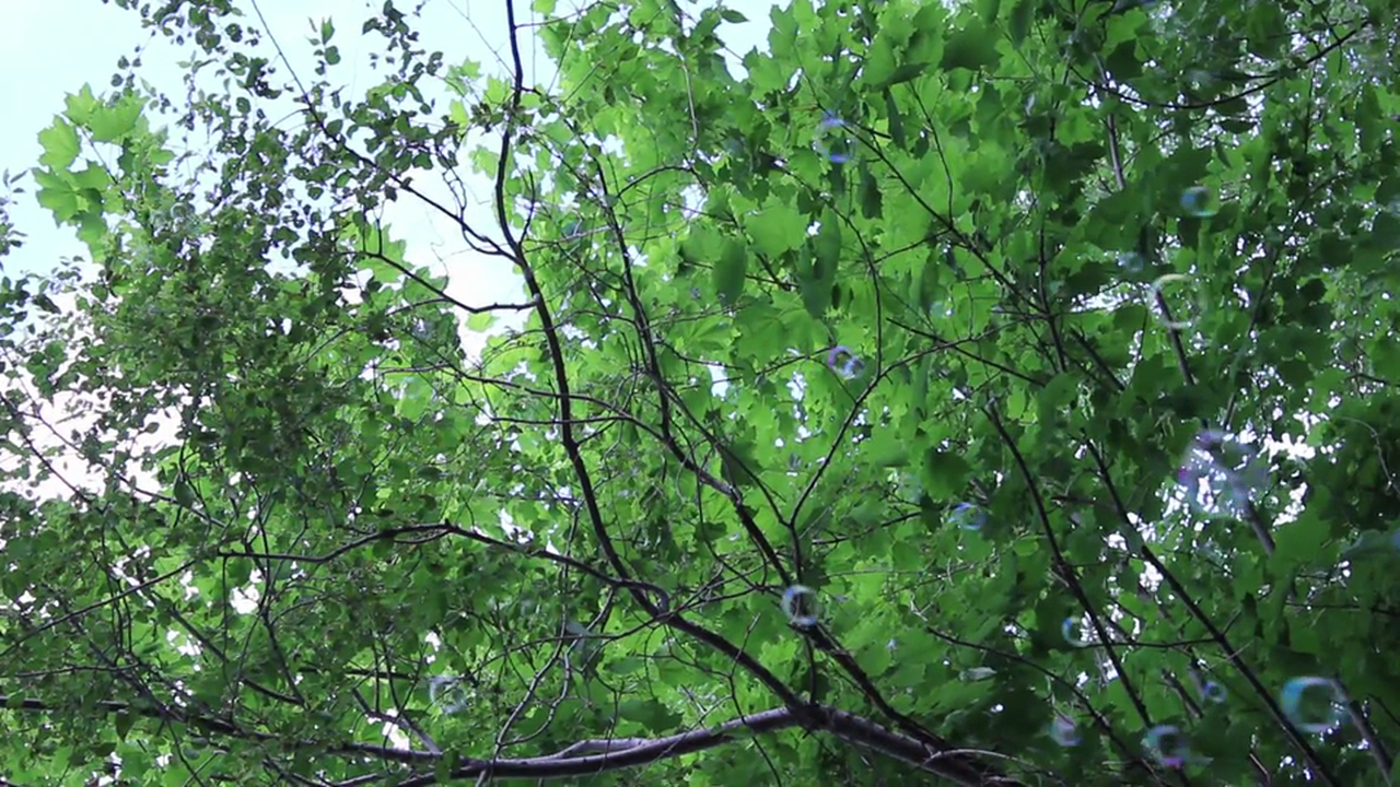 It's A Kind of Magic Turtle - Official Trailer