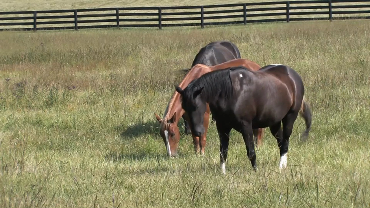 Hallowed Be - Trailer