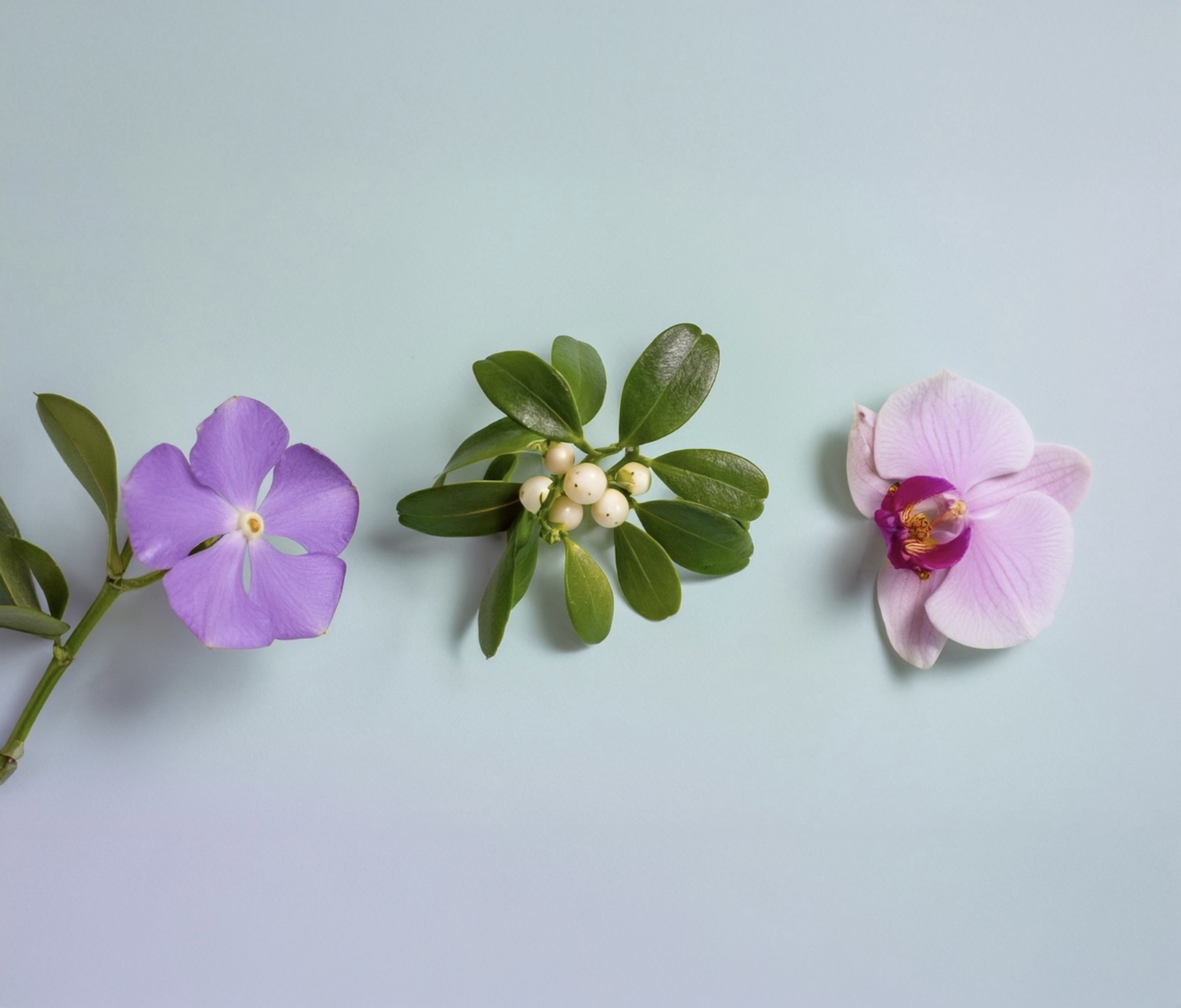 Bloom Through Turbulent Times | Sonic Flower