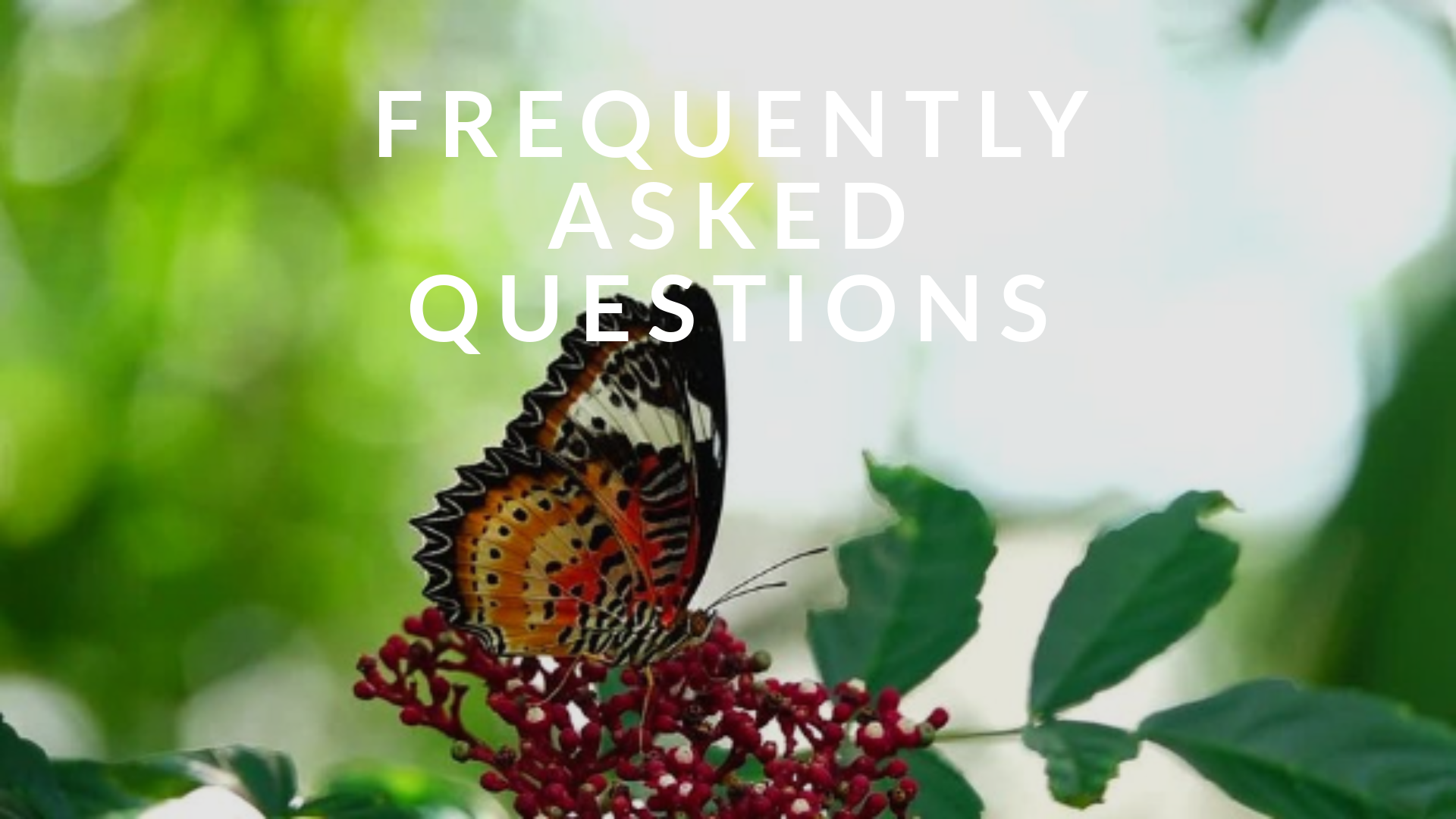 FAQs – See description below