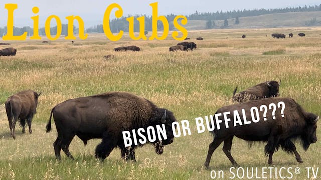 Bison or Buffalo? Lion Cubs Explain t...