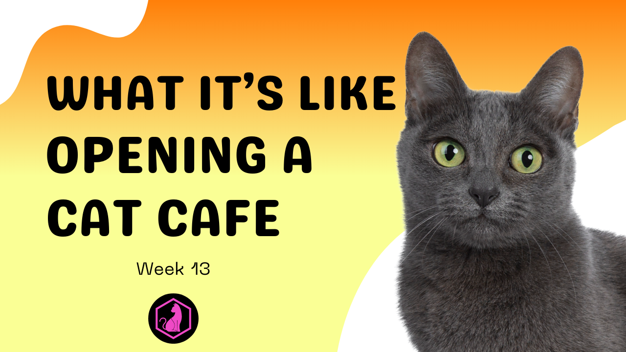 Week 13 Course Video