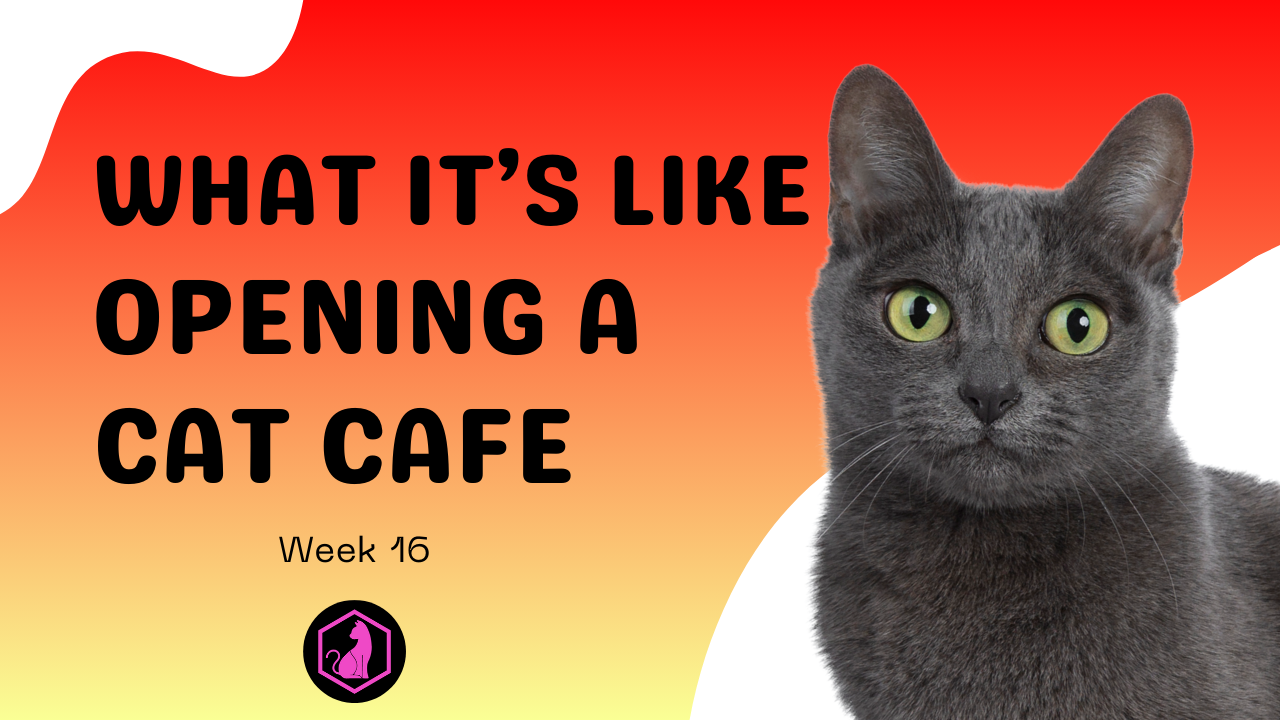 Week 16 Course Video