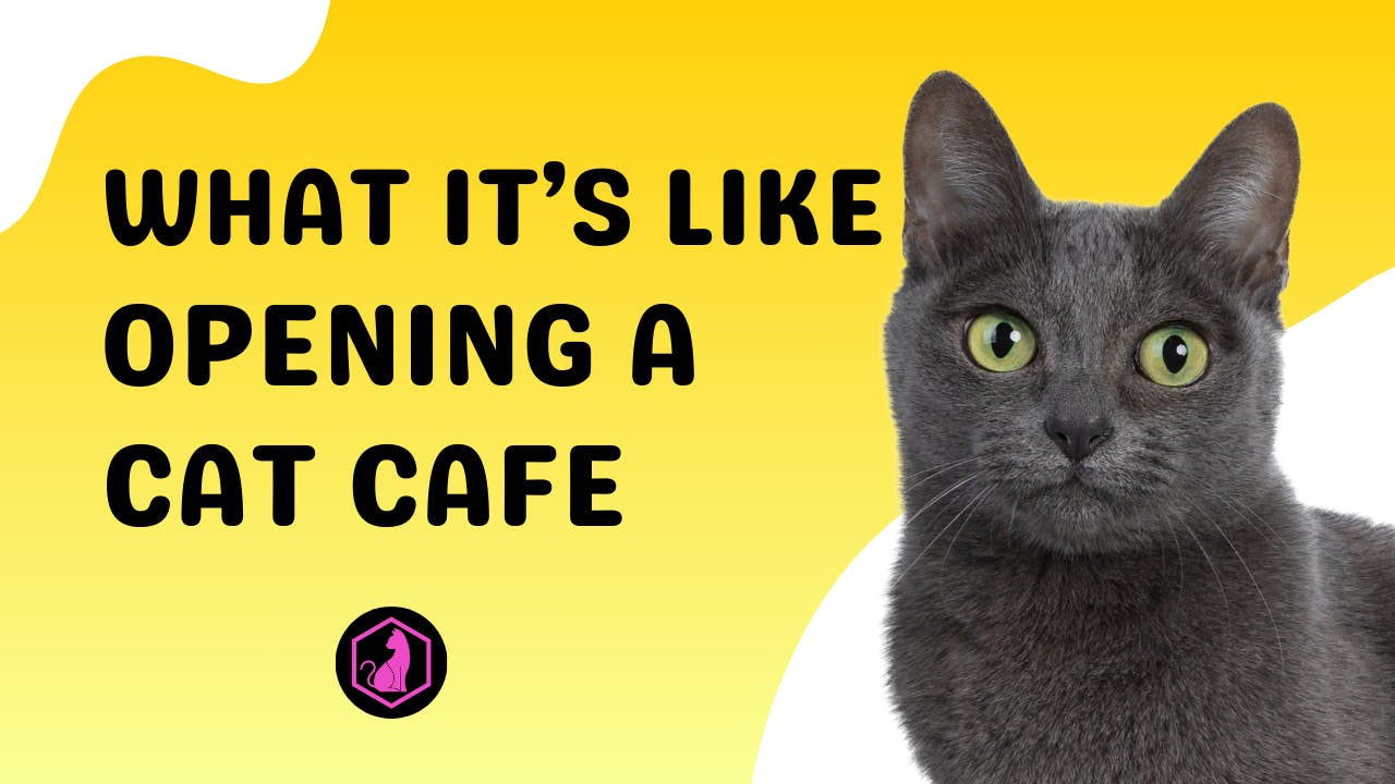 What It's Like Opening a Cat Cafe