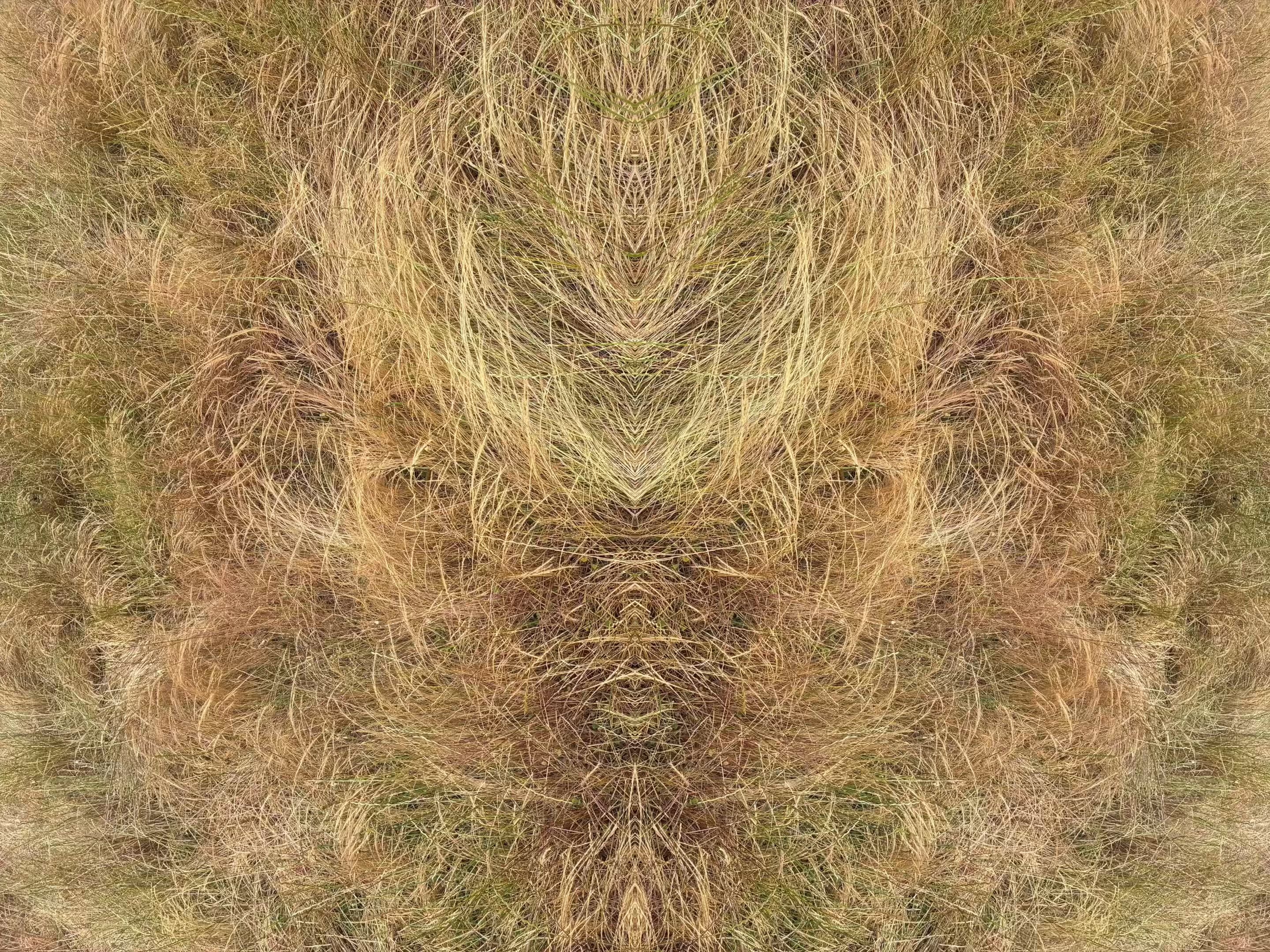 circuit of venus (2026.1)