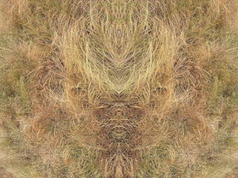 circuit of venus (2026.1)