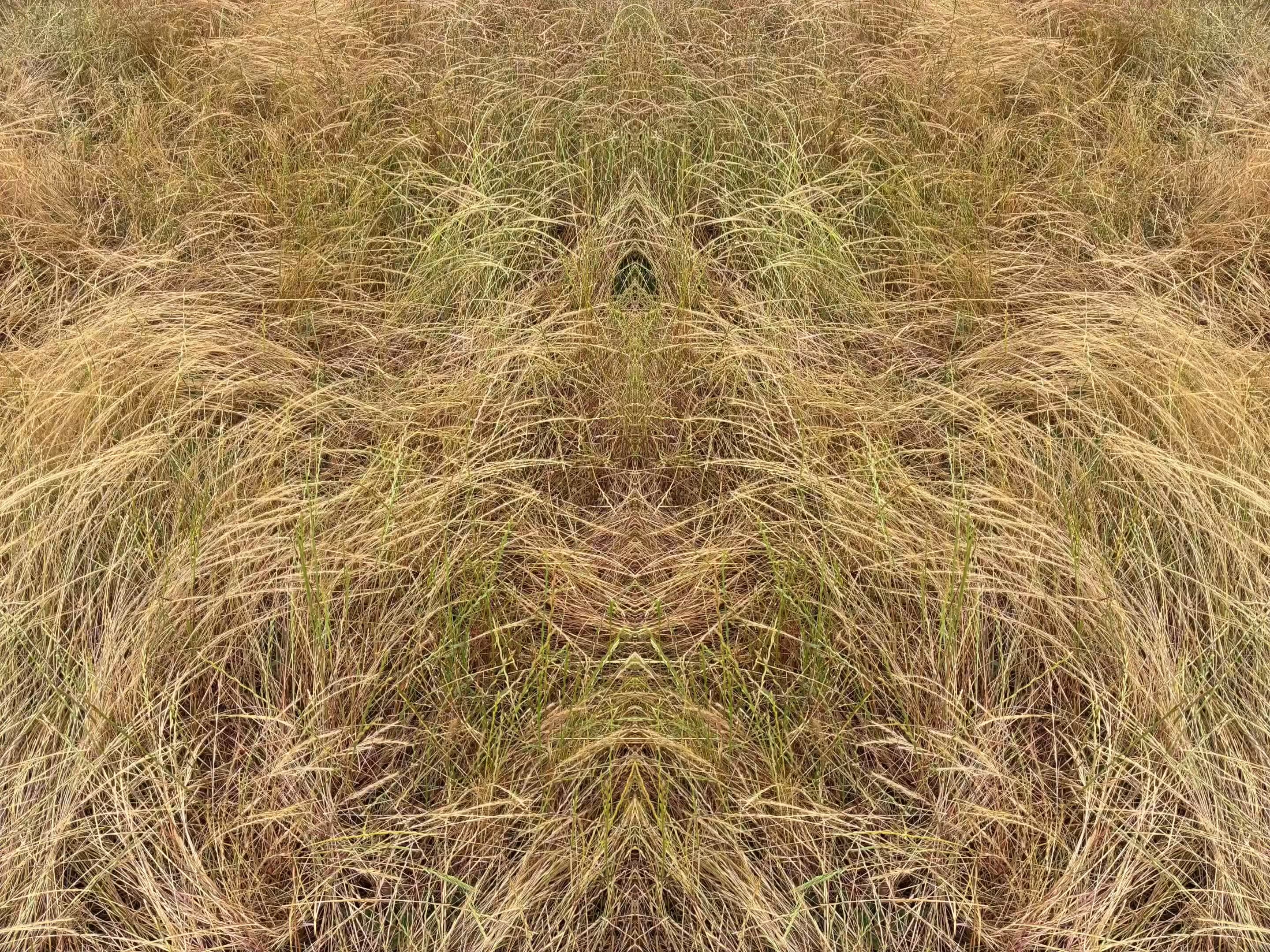 circuit of venus (2026.6)