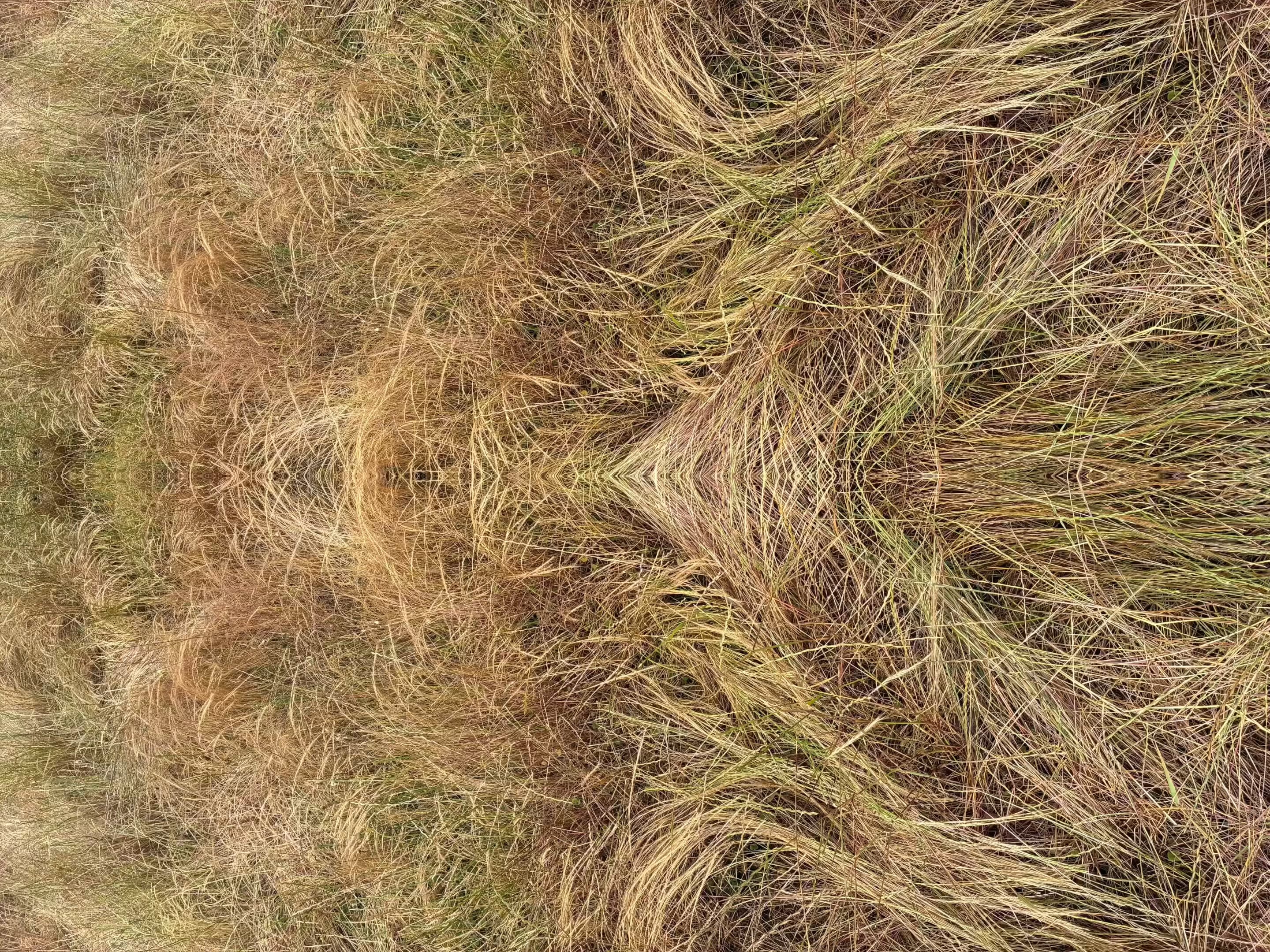 circuit of venus (2026.3)