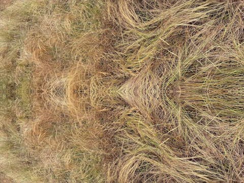 circuit of venus (2026.3)