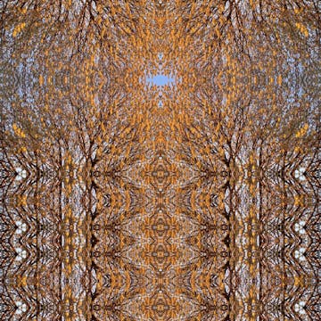 Sensorium