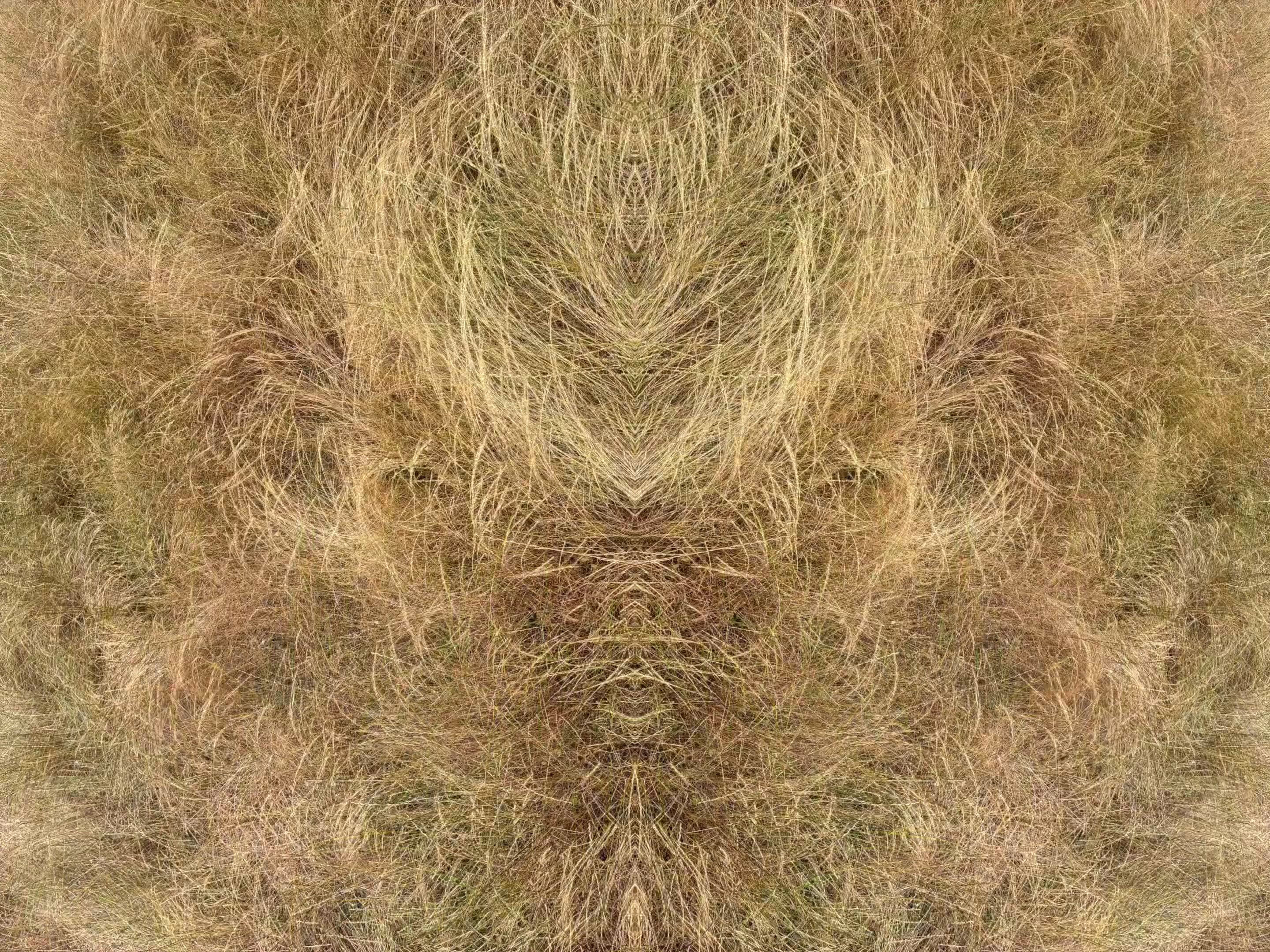 circuit of venus (2026.5)