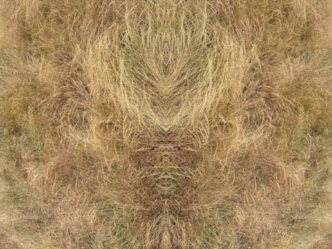 circuit of venus (2026.5)