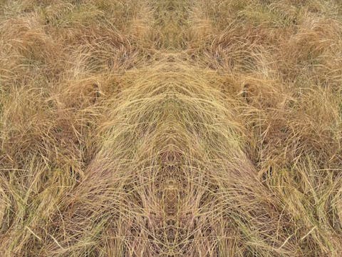 circuit of venus (2026.2)