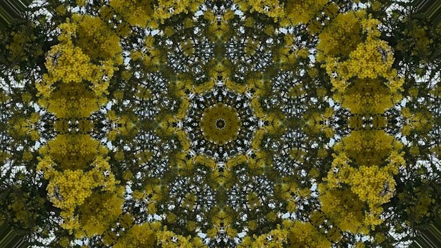 Collage 1 - Morphia Assemblage V12