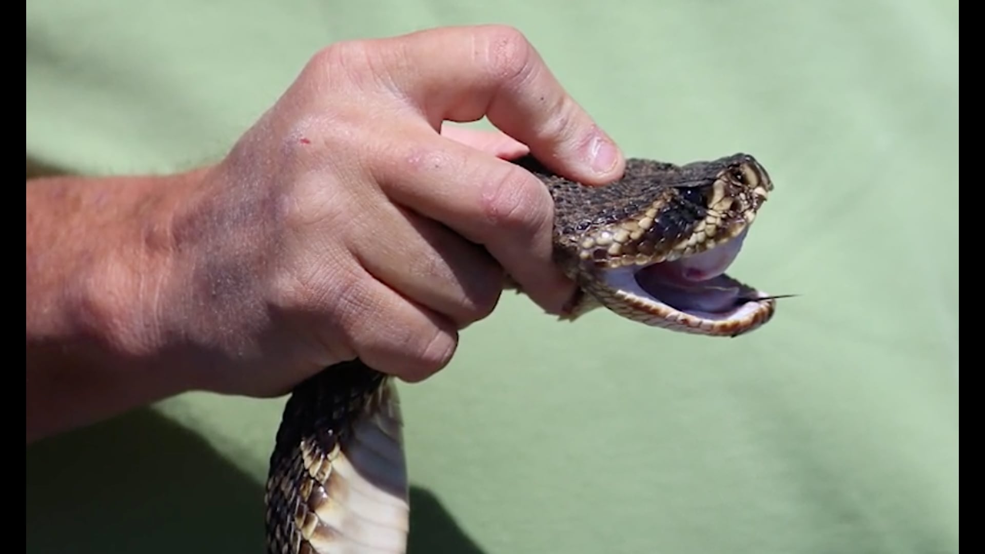 2018 Rattler 250 - South Alabama - Preview