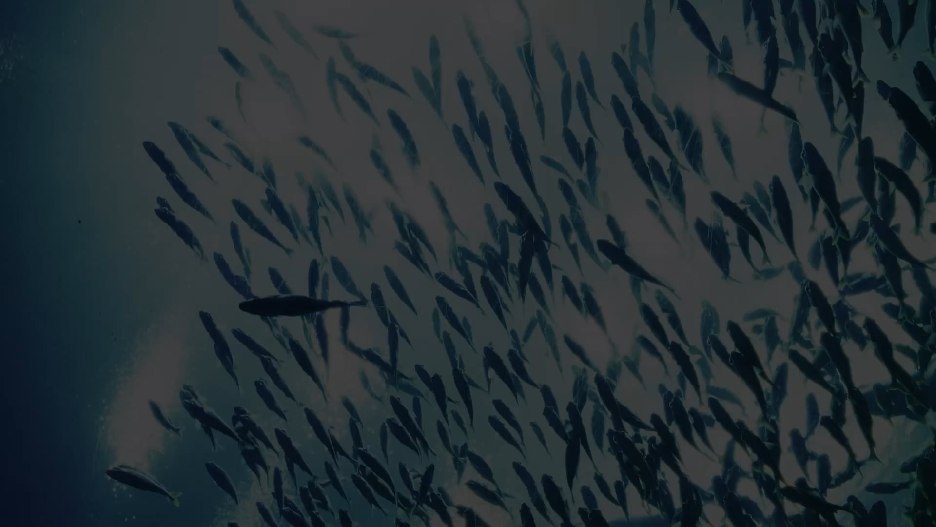 Atlanta Attractions and On-Track Action!