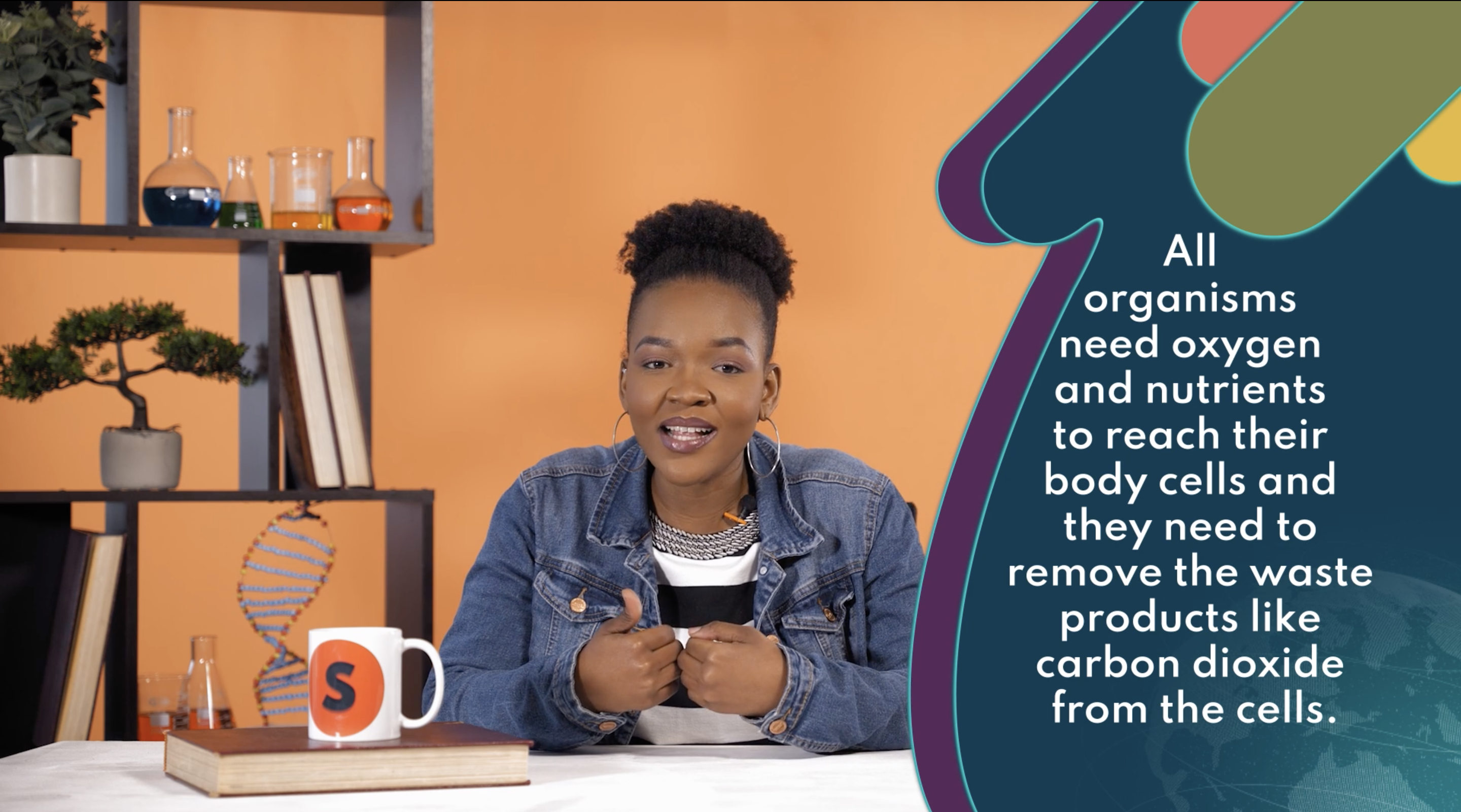 The circulatory system 