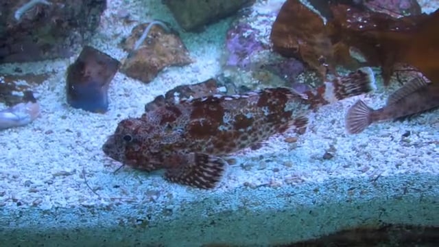 532 Gail Force Catalina Island