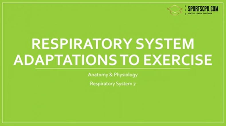8. Respiratory system adaptations to exercise