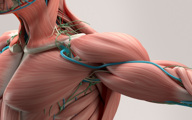 How the muscular system works during exercise.