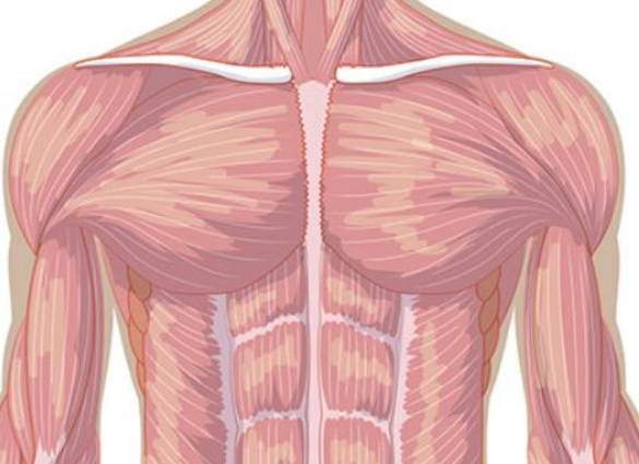 2. Antagonistic muscle pairs